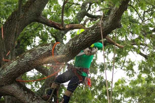 Best Lawn Dethatching  in Passaic, NJ